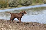 LABRADOR 236
